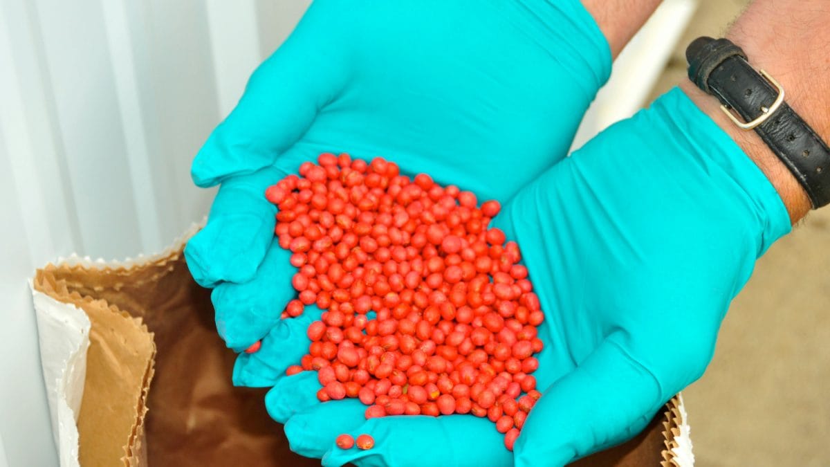 seed treatment