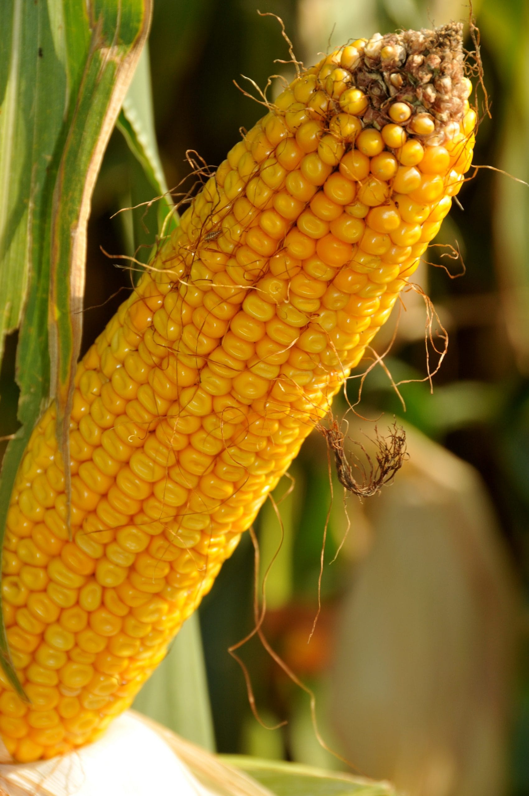 How to Evaluate Your Corn Now to Make Next Year More Successful - Peterson