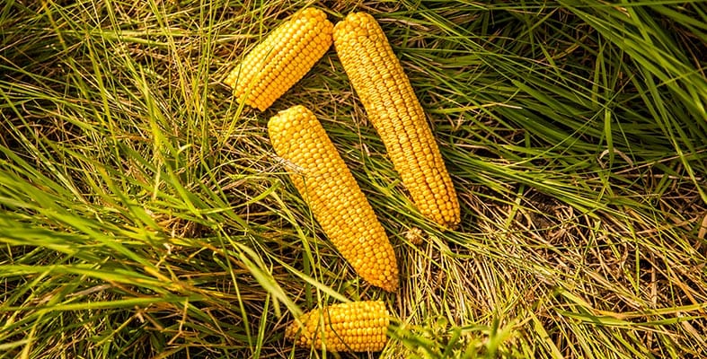 Corn Hybrids 8