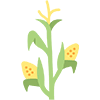 Corn