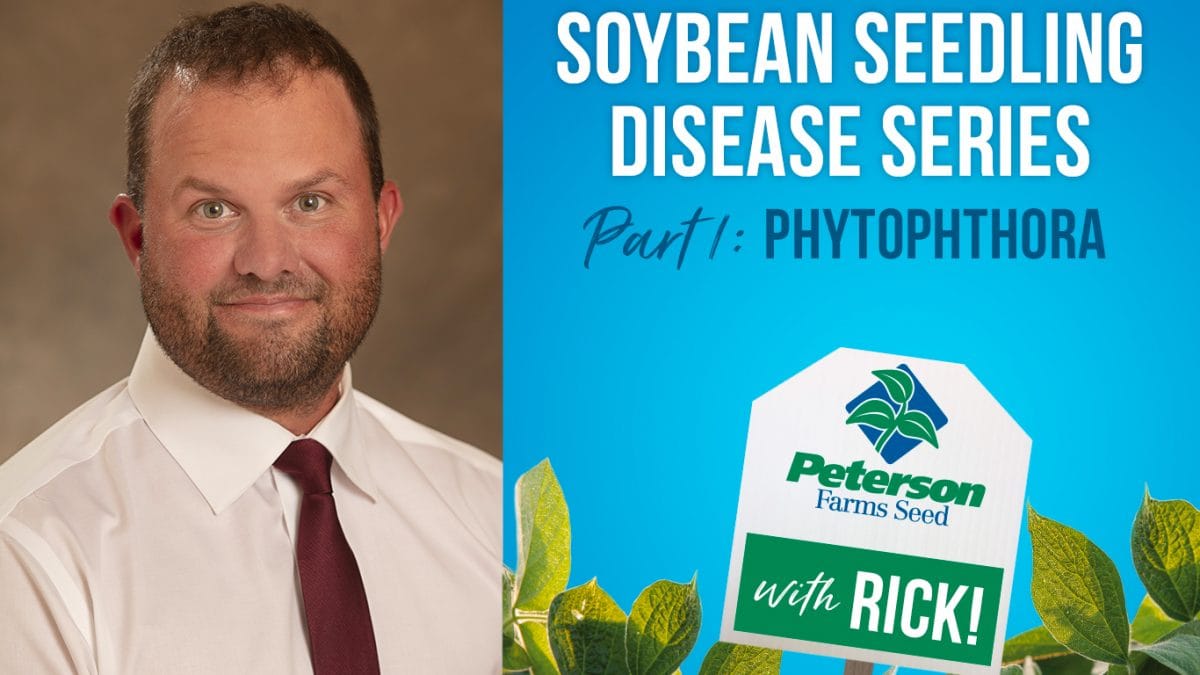 Phytophthora Soybean Seedling Disease