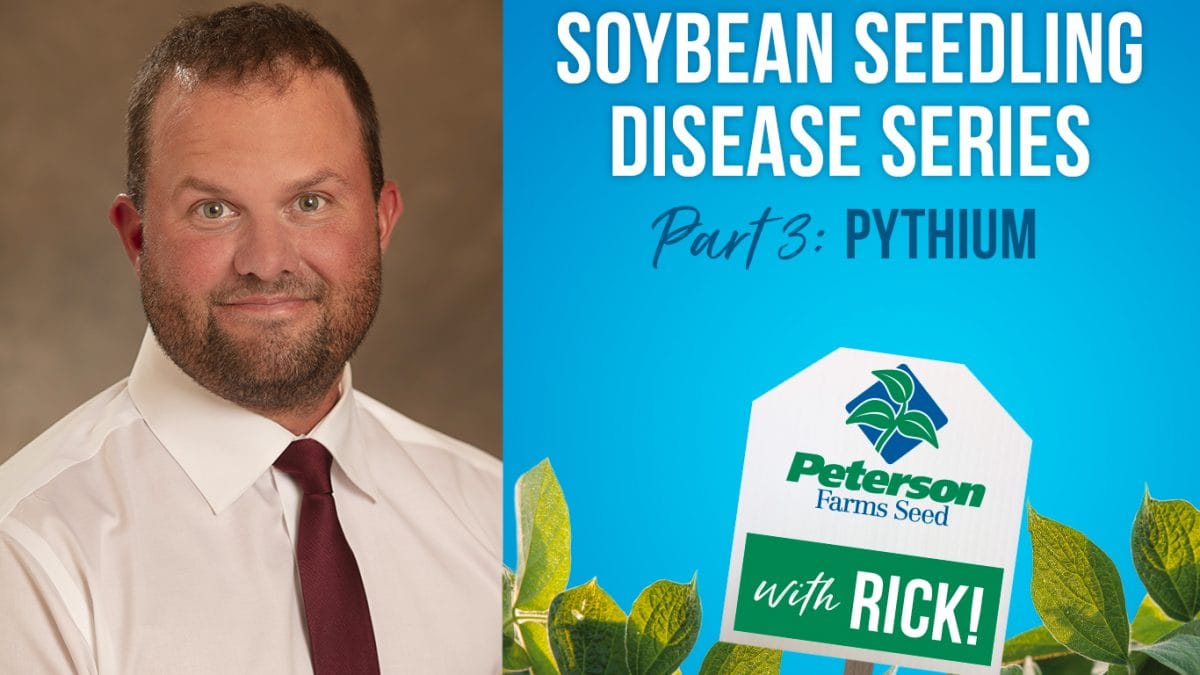 Pythium