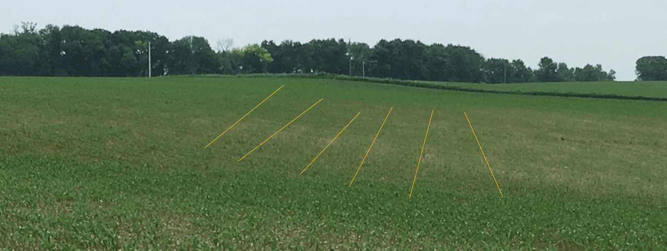Cross row strips in a corn field due to seeding depth differences and tillage patterns