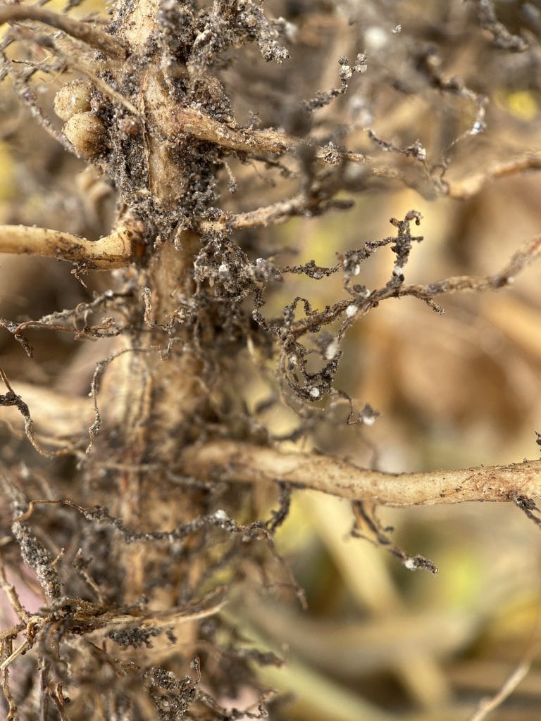 close up of soybean cysts