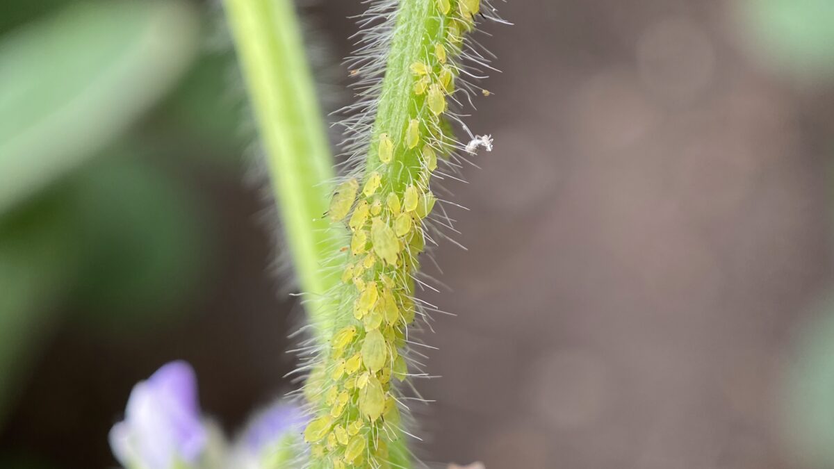 Aphid colony on soybean plant