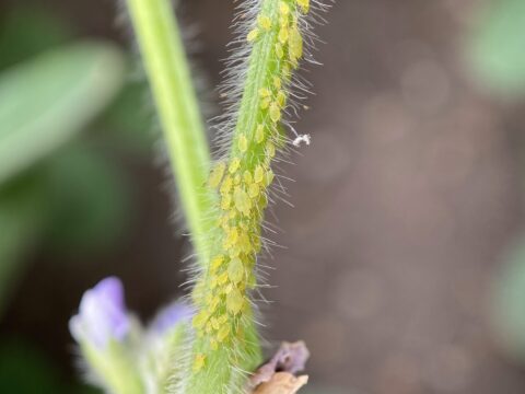 Aphid Colony Aphid colony on soybean plant