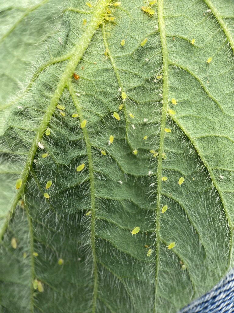 aphid colony with molted skins on soybean leaf