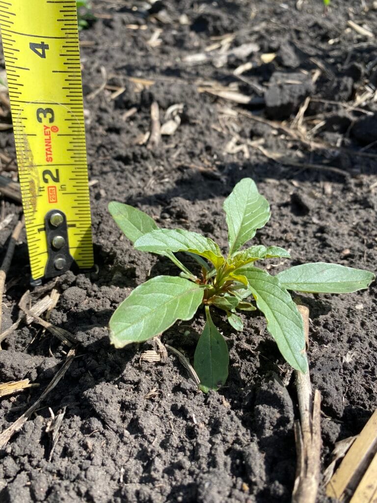 measuring tape showing growth in a late-season weed