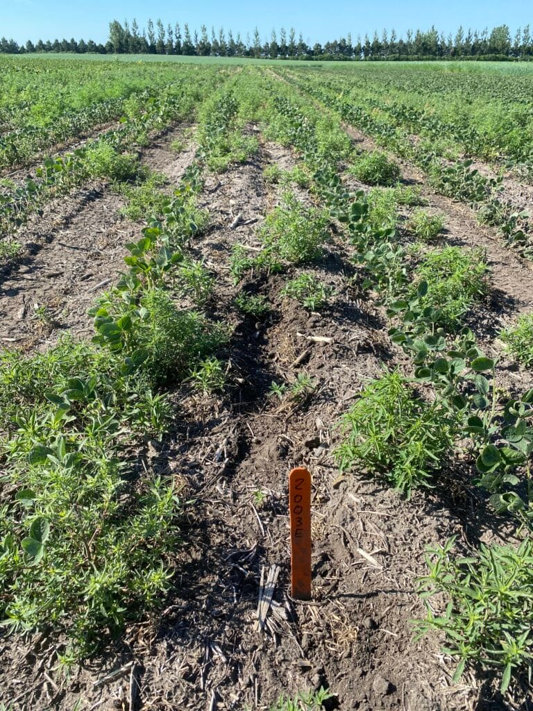 weeds growing in a soybean field late in the growing season