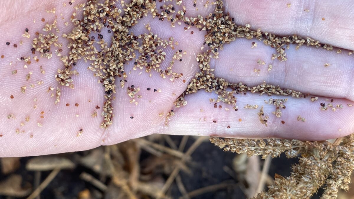 Hand holding seeds from late-season weeds