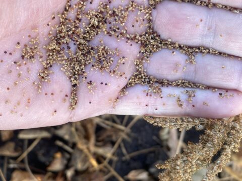 IMG_7963 Hand holding seeds from late-season weeds