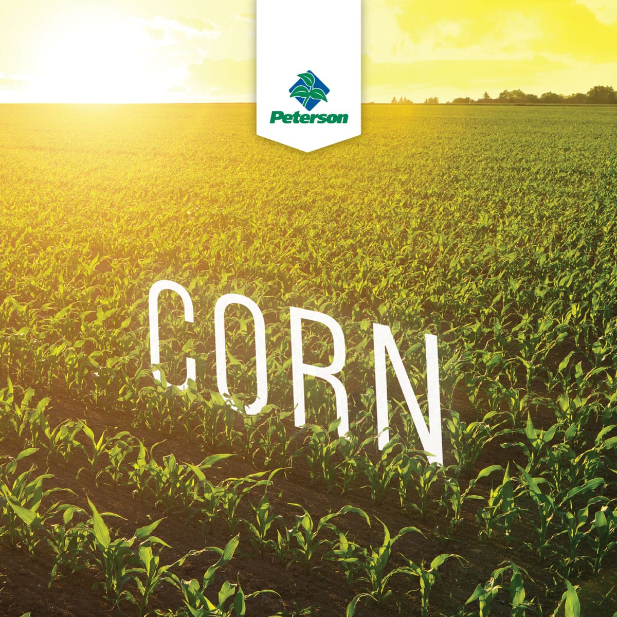 Corn-Cover_2026-Refresh