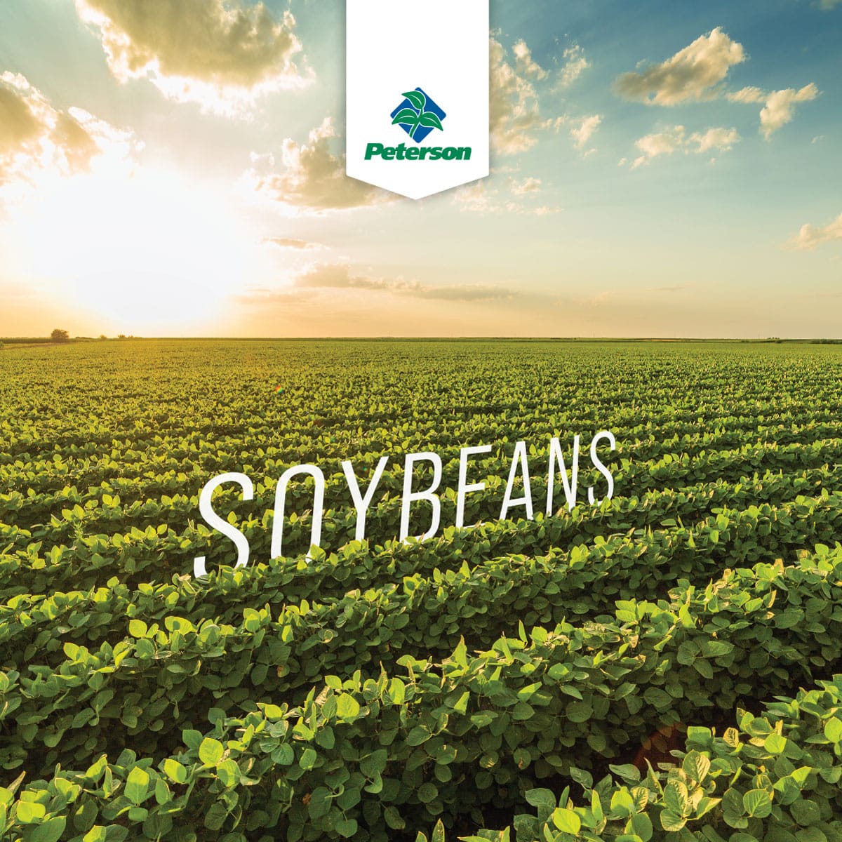 Soybean-Cover_2026-Refresh