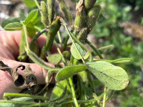 When soybean plants start to fill pods, wind-damaged stems cannot support the weight and break off.