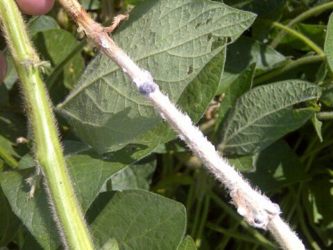 White Mold Soybean (12) (1)